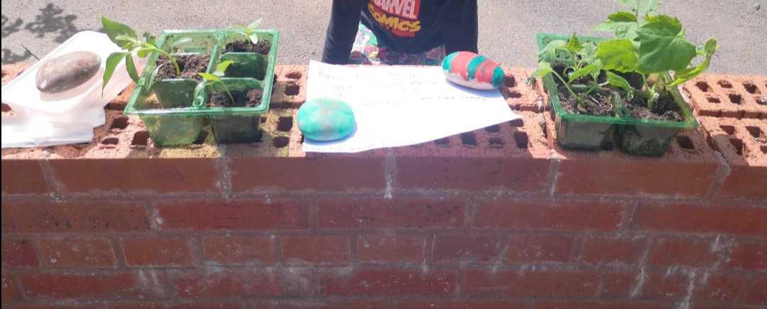 brick wall with small pepper and cucumber plants on it being given away or in exchange for a donation to Paul's Place